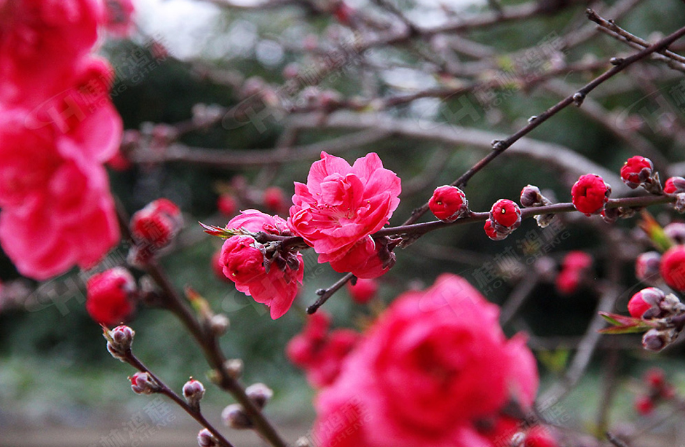 春暖花開(kāi)，桂林鴻程誠(chéng)邀您共賞春景！