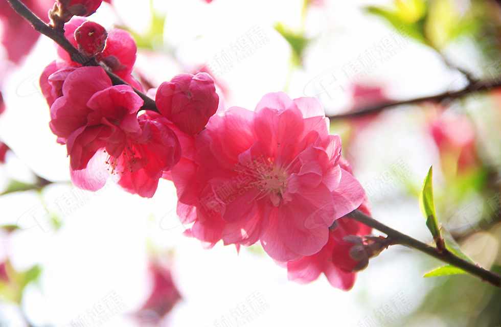 春暖花開(kāi)，桂林鴻程誠(chéng)邀您共賞春景！